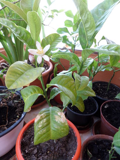 buddhas hand; floricele
