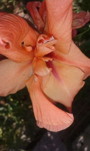 20140705_160840 - gladiole