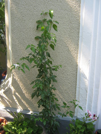 Jasminum Azoricum; iasomia de camera
