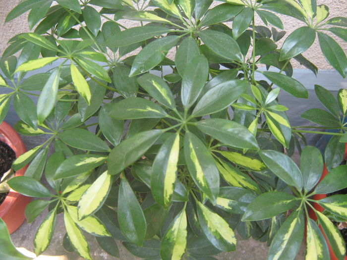 Scheflera variegata; Scheflera
