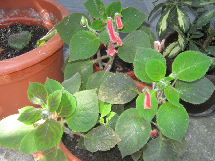 Kohleria Bibi