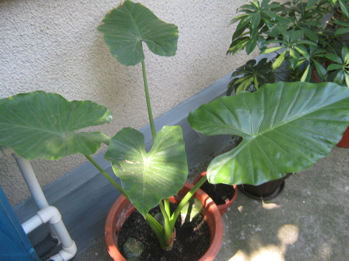 Colocasia; colocasia
