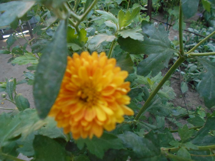 iulie  2014,prima crizantema