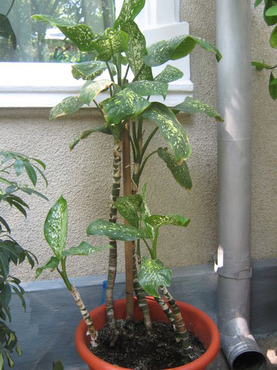 Diefenbachia; diefenbachia
