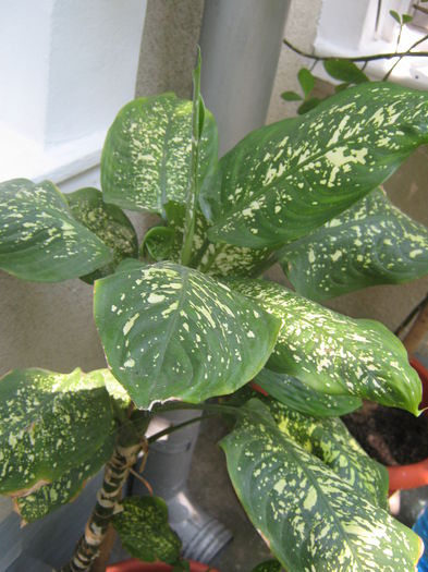 Picture My plants 311