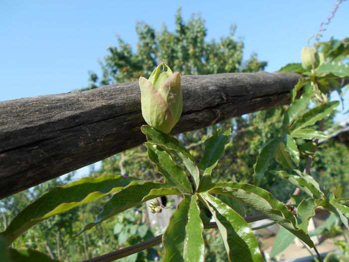 iulie  2014,passiflora primii boboci