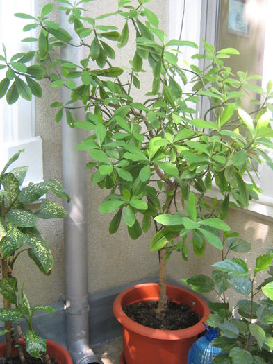 Arborele de cauciuc; arborele de cauciuc
