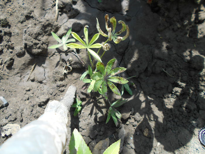 iulie  2014,lupin nu a scapat,ars de mana 136 - iulie 2014