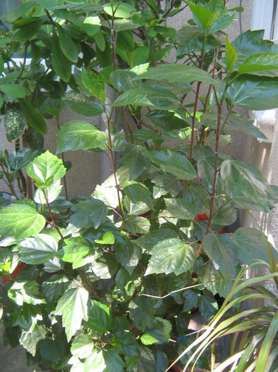 Hibi rosu simplu; Hibiscus rosu
