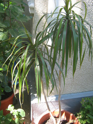 Dracena; dracena
