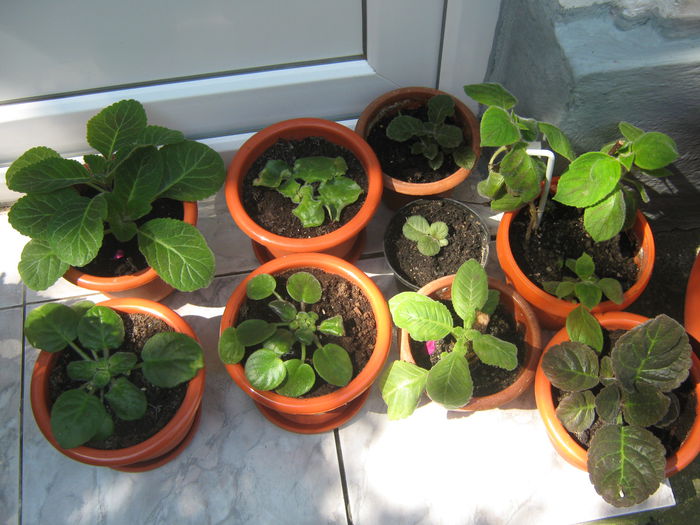 Picture My plants 317; gloxinii si violete
