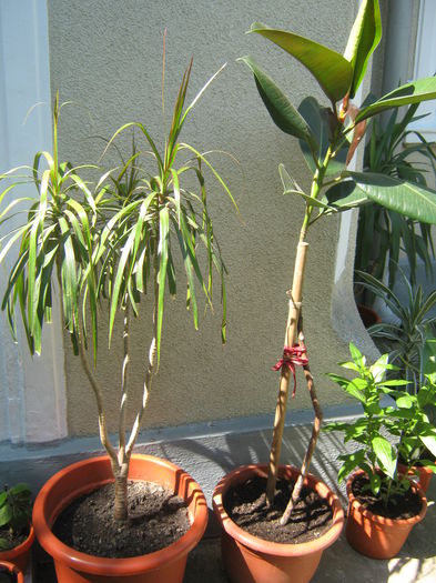Picture My plants 320; dracena, ficus elastica

