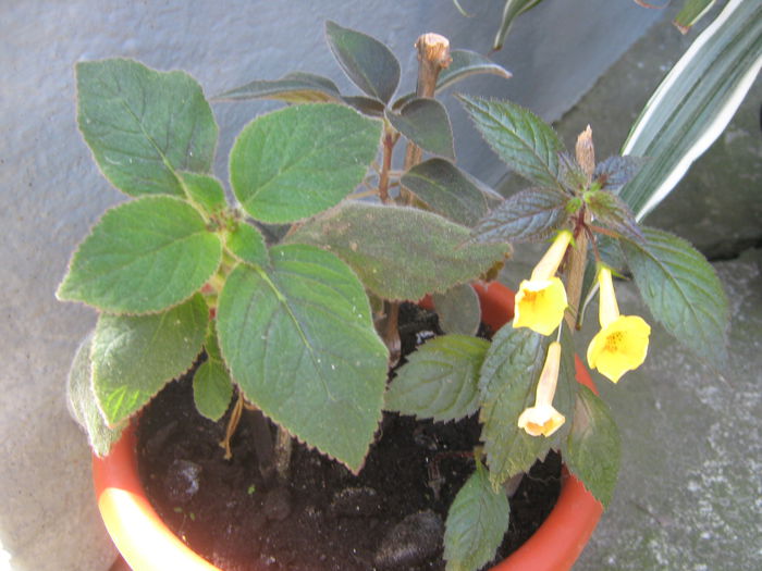 achimenes - Luna Iulie 2014