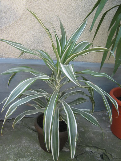 Picture My plants 325; dracena
