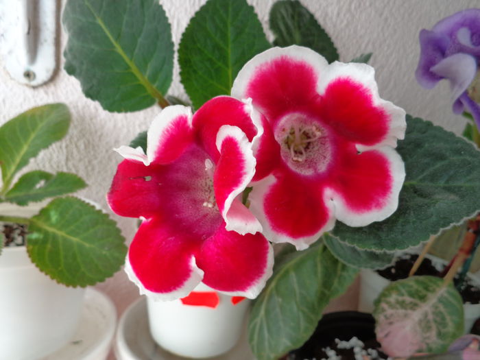 Kaiser Friedrich (7-07-2014) - Gloxinii 2014