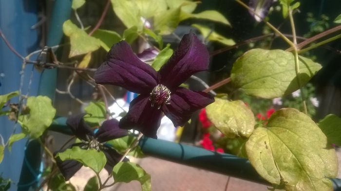 Clematis Dark Eyes - CLEMATITE