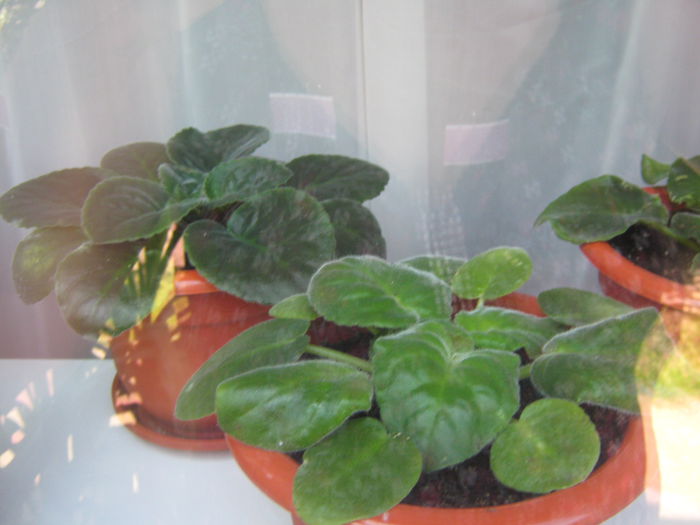 Picture My plants 330; violete de Parma
