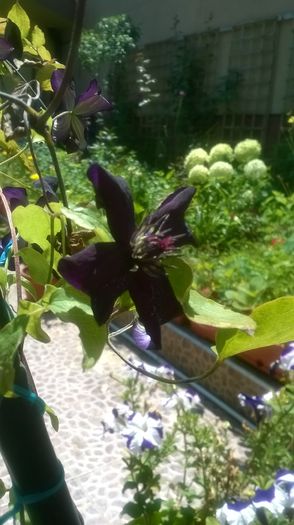 Clematis Dark Eyes - CLEMATITE