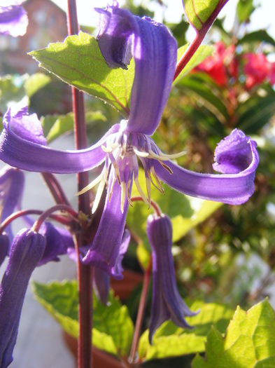 Clematis Integrifolia - CLEMATITE