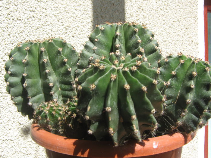 Picture My plants 334; cactus
