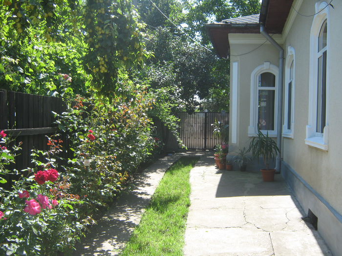 Picture My plants 346 - Luna Iulie 2014