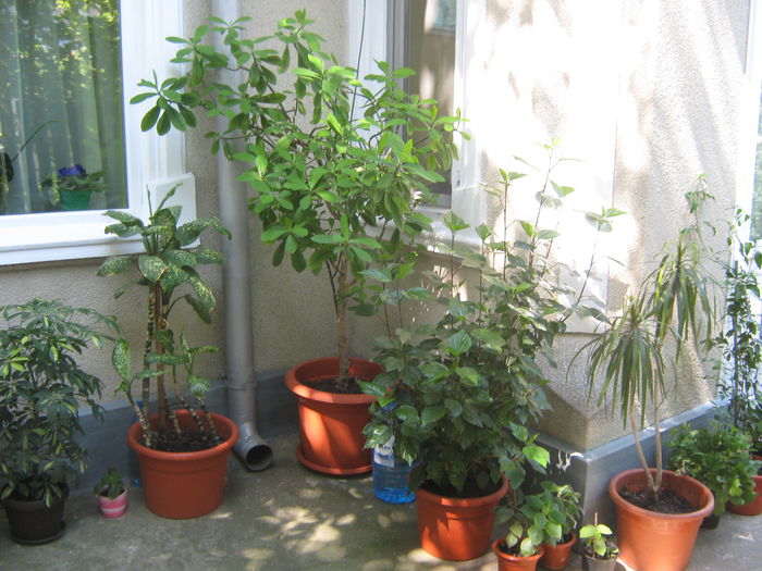 Picture My plants 356 - Luna Iulie 2014