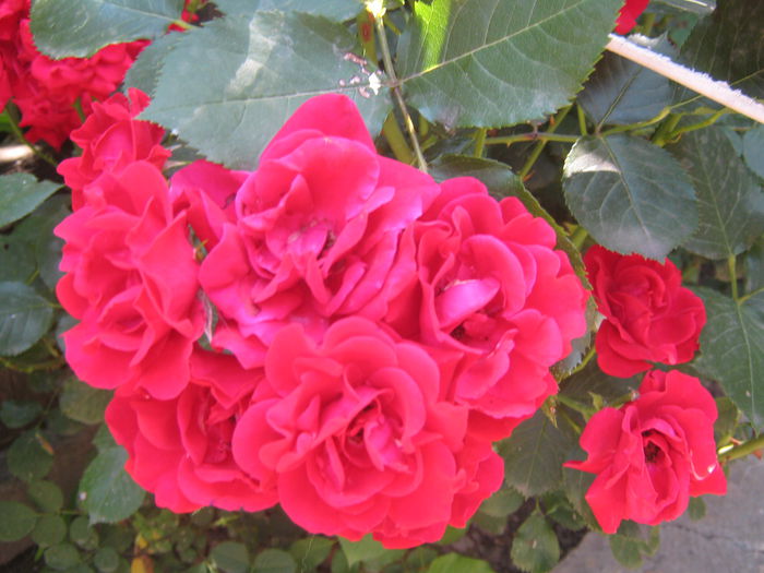 Trandafir buchetar de gradina