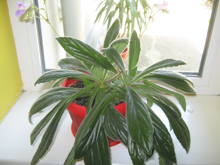 Kiritza {Primulina}; primulina
