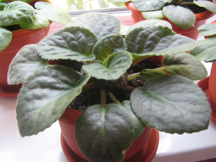 Picture My plants 369; violeta
