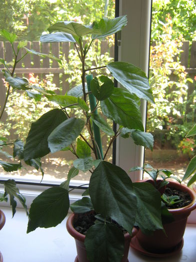 Picture My plants 372; hibi galben
