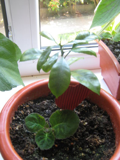 Picture My plants 373; pui citric si un piu mic de gloxi
