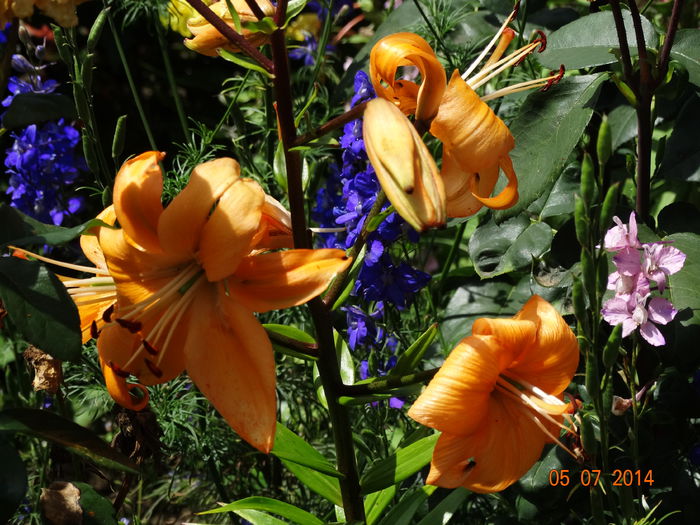 DSC05701