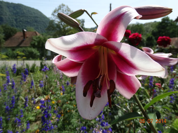 DSC05690