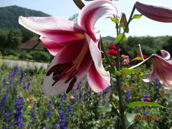 DSC05689 - Crini 2014