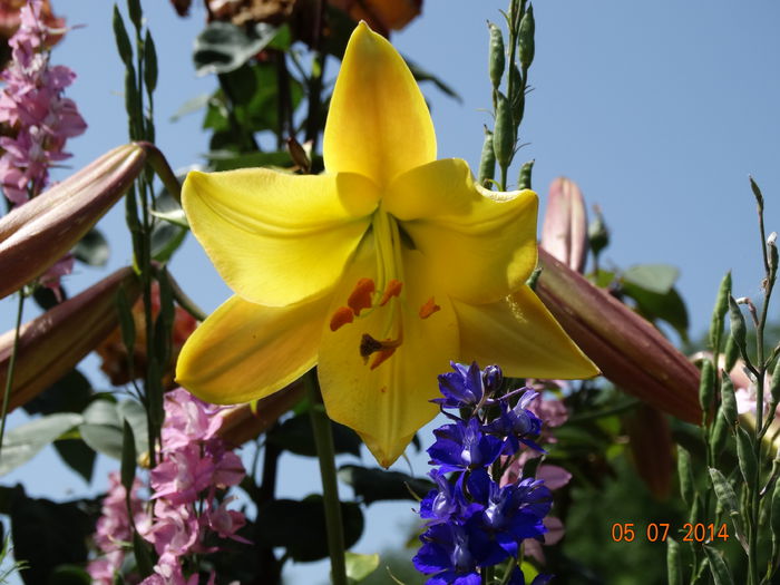 DSC05699 - Crini 2014