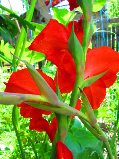 IMG_1072 - GLADIOLE 2014