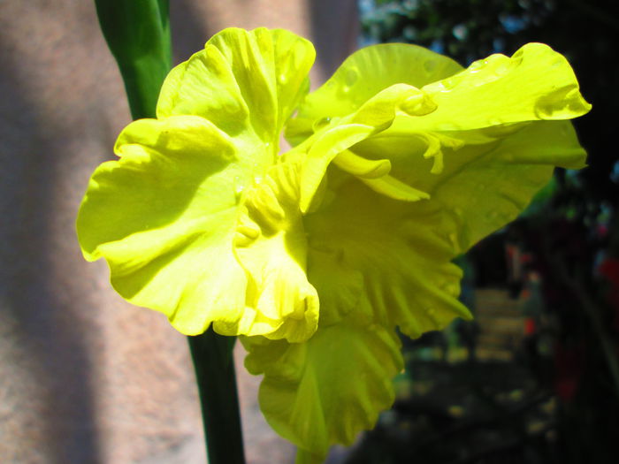 IMG_1080 - GLADIOLE 2014