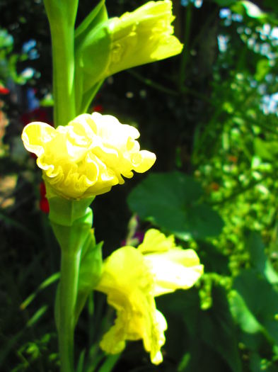 IMG_1081 - GLADIOLE 2014