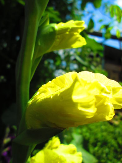 IMG_1082 - GLADIOLE 2014