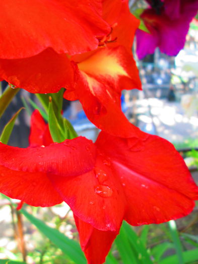 IMG_1090 - GLADIOLE 2014