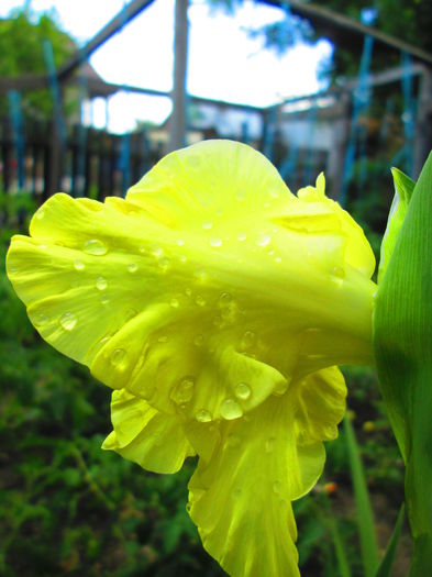 IMG_1094 - GLADIOLE 2014