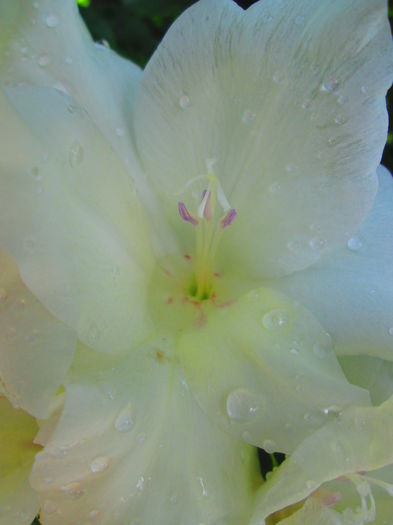 IMG_1074 - GLADIOLE 2014