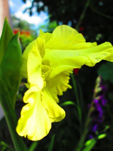 IMG_1078 - GLADIOLE 2014