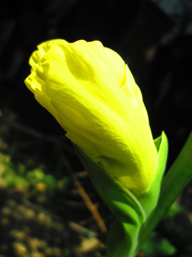 IMG_1083 - GLADIOLE 2014