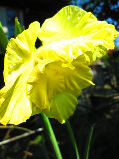 IMG_1097 - GLADIOLE 2014