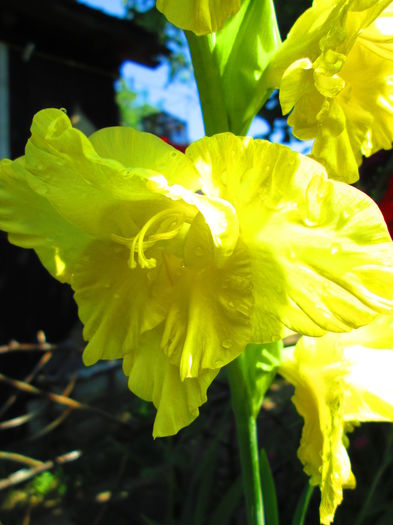 IMG_1098 - GLADIOLE 2014