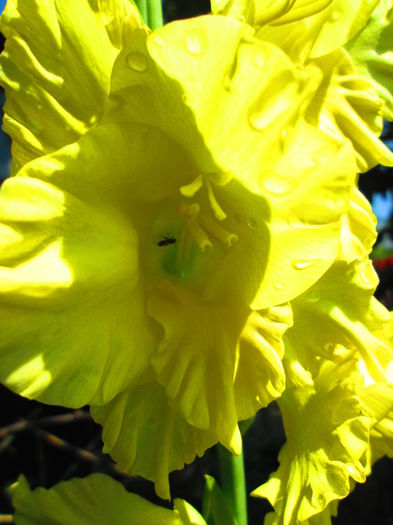 IMG_1099 - GLADIOLE 2014