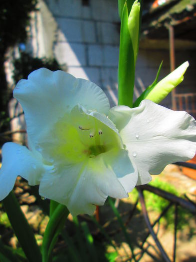 IMG_1100 - GLADIOLE 2014