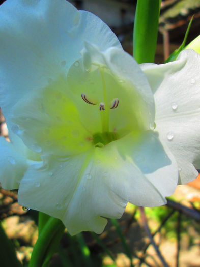 IMG_1101 - GLADIOLE 2014