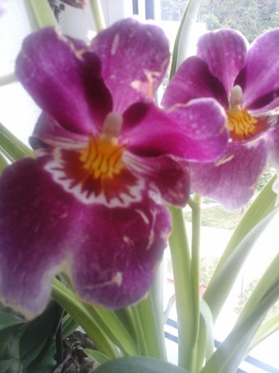 miltonia - orhideele mele